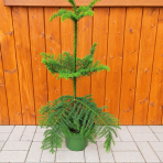 Araukária štíhla (Araucaria Heterophylla) Blahočet čilský - výška 70-90 cm, kont. C5L